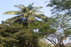 Cocos nucifera
